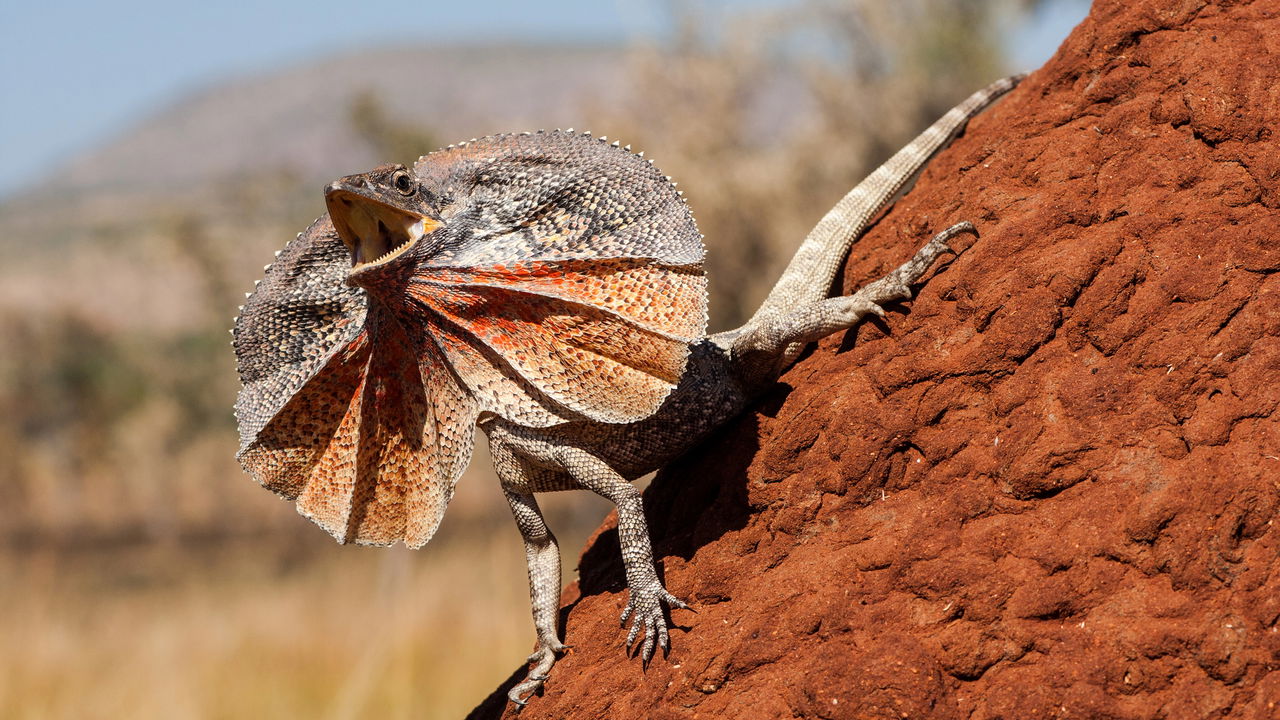Dois homens encontram lagarto do pescoço babado e a reação do animal surpreende a todos