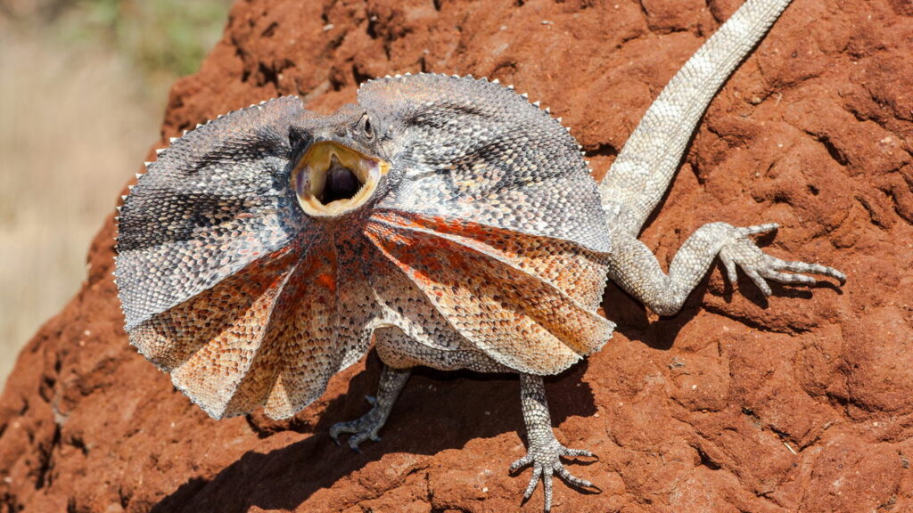 Dois homens encontram lagarto do pescoço babado e a reação do animal surpreende a todos