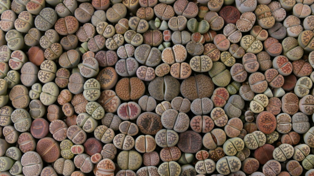 Não são pedras! Conheça as plantas camaleões do reino vegetal