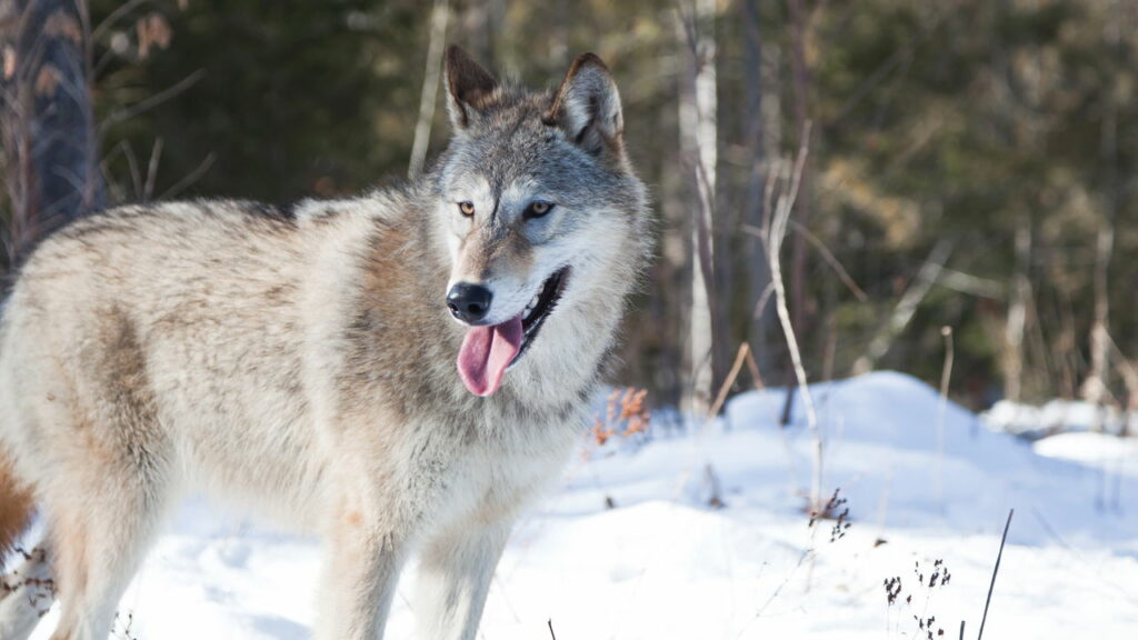 A mutação dos lobos de Chernobyl mostra resistência ao câncer