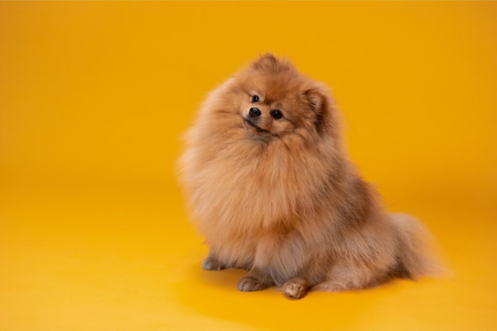 7 raças de cachorro com aparência de filhote 