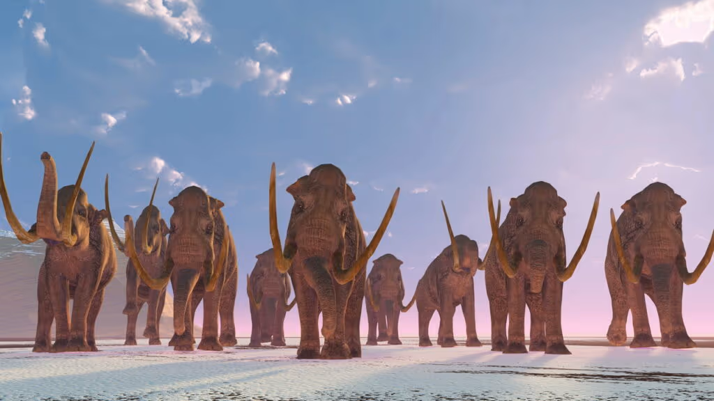 Fósseis revelam segredo genético da sobrevivência dos mamutes