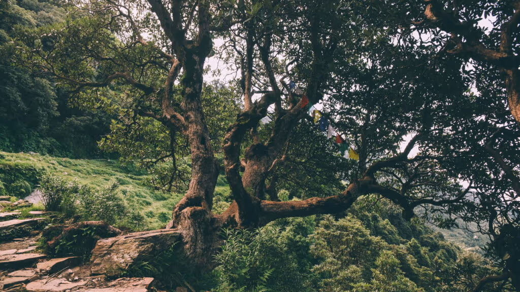 Ave extinta volta à natureza após décadas