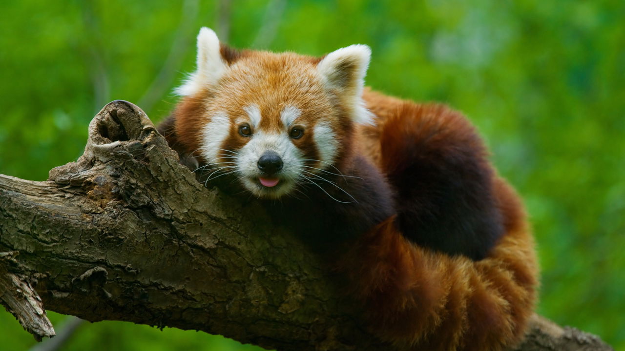 Guarda-florestal cria cama de gelo para panda-vermelho e viraliza nas redes
