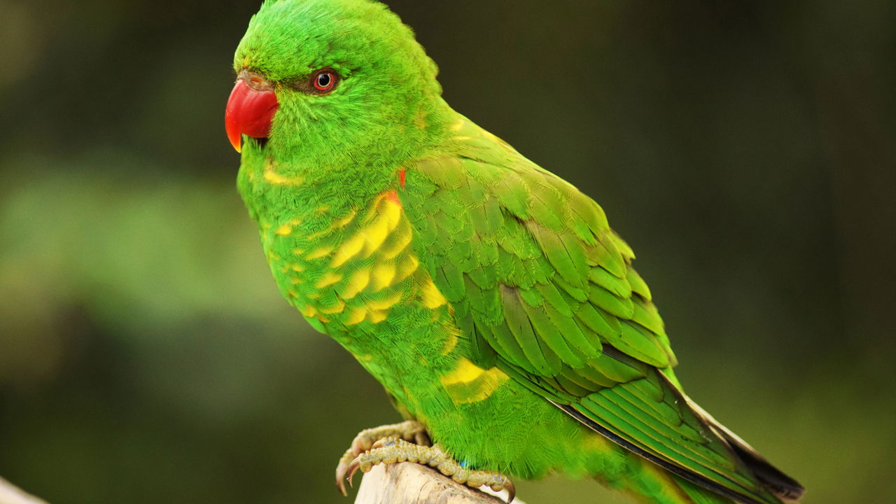 Uma câmera consegue registrar uma espécie de pássaro raro não visto há um século