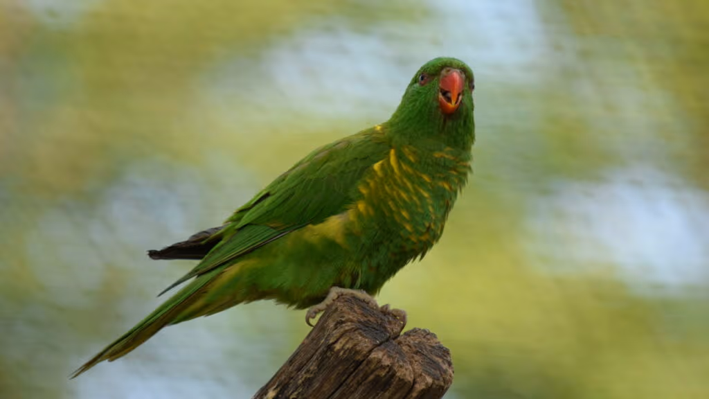 Ave rara e bela, considerada extinta, é flagrada após 100 anos sem avistamentos