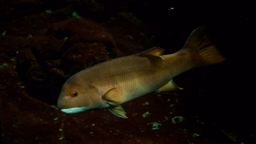 A presença de um peixe carnívoro invasor foi confirmada, marcando o segundo caso no país