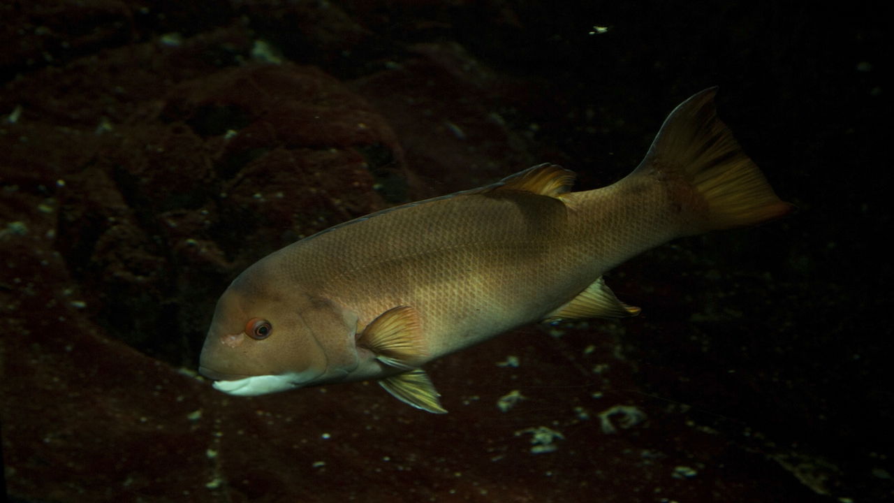 A presença de um peixe carnívoro invasor foi confirmada, marcando o segundo caso no país