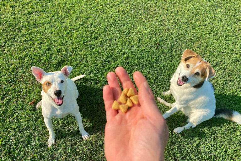 8 erros para não cometer no adestramento do cachorro 