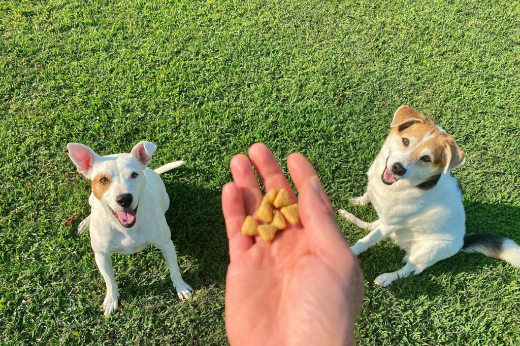 8 erros para não cometer no adestramento do cachorro 