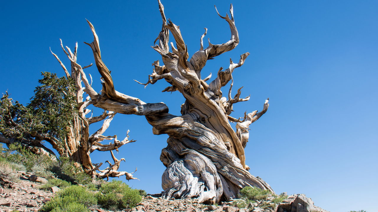 Cientistas encontram árvore com mais de 5 mil anos de vida