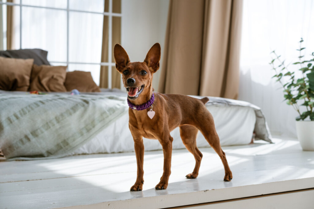 11 cuidados importantes com a raça pinscher 