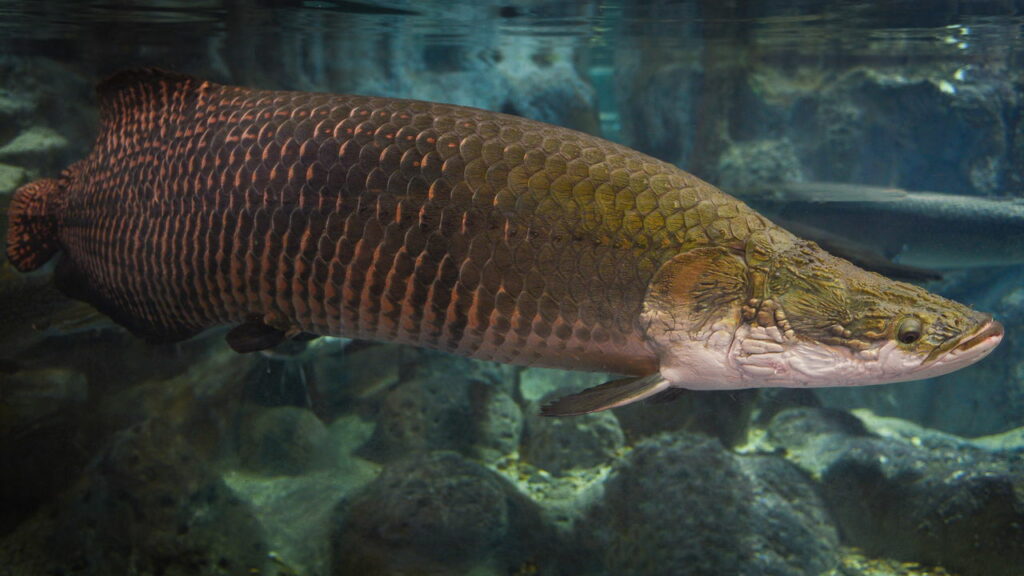 Esse peixe brasileiro chega a 3 metros e engole até pássaros