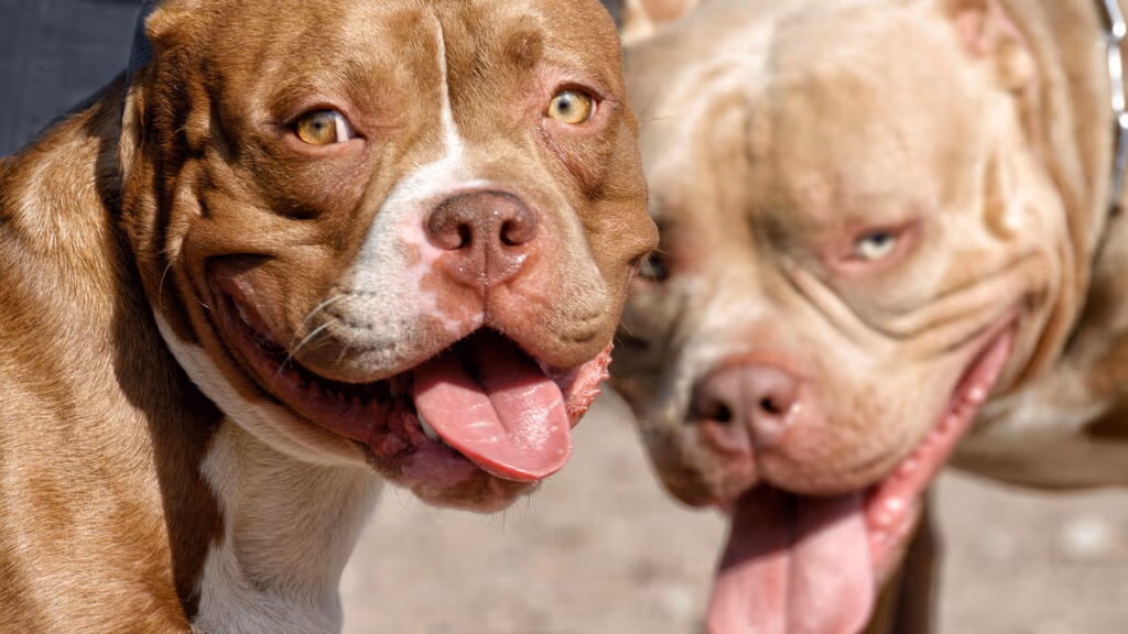 Quatro pitbulls atacam e matam idoso de 62 anos