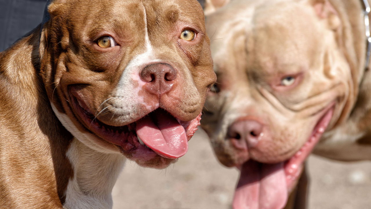Quatro pitbulls atacam e matam idoso de 62 anos