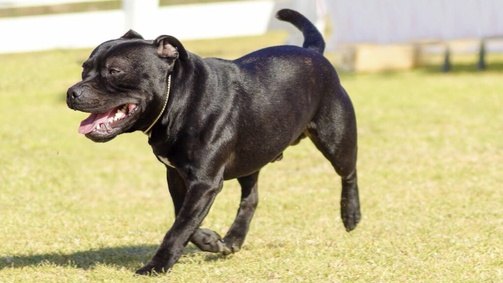 Quatro pitbulls atacam e matam idoso de 62 anos
