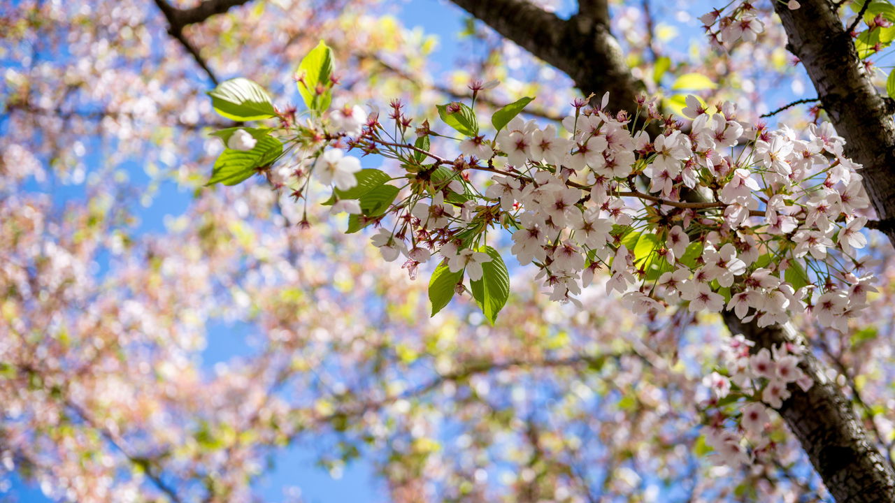 Três signos que poderão prosperar financeiramente com a chegada da primavera