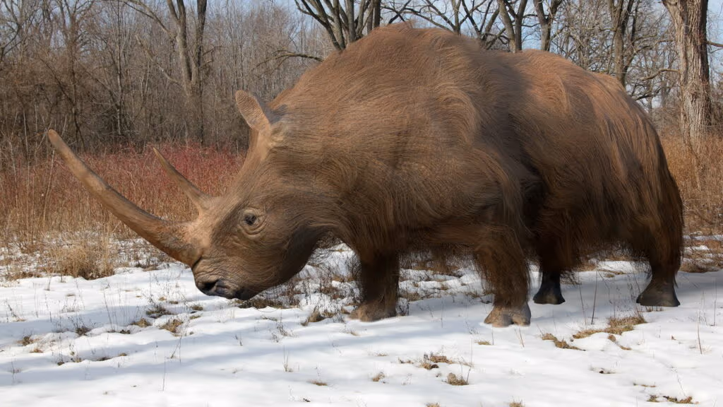 Rinoceronte de mais de 30 mil anos revela segredos da Era do Gelo