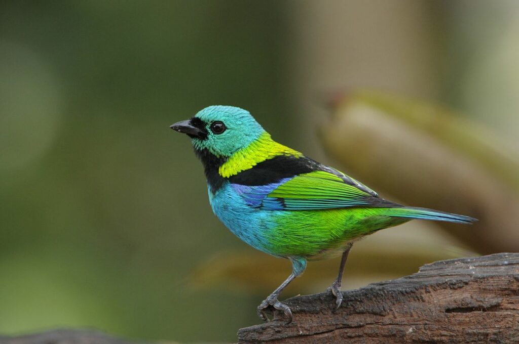 Imagens raras de pássaro com as cores da mata atlantica - Créditos: By Renato Augusto Martins - Own work, CC BY-SA 4.0, https://commons.wikimedia.org/w/index.php?curid=59399976