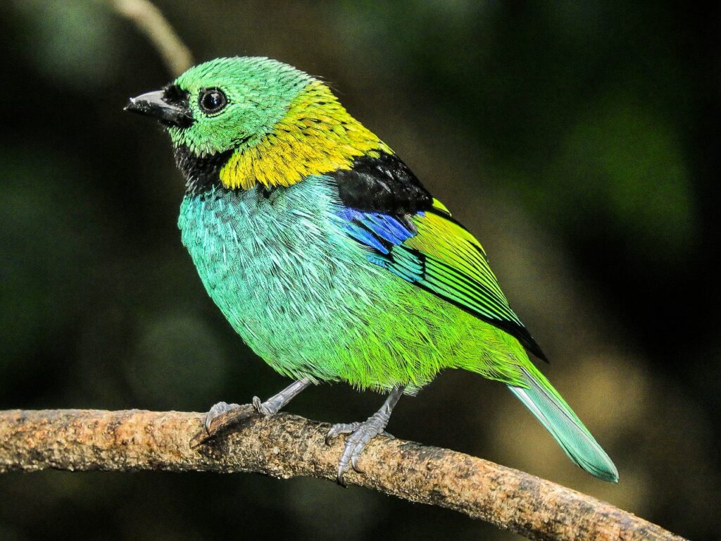 Imagens raras de pássaro com as cores da mata atlantica - Créditos: By Fernando Fernandes da Silva - Own work, CC BY-SA 4.0, https://commons.wikimedia.org/w/index.php?curid=49325535