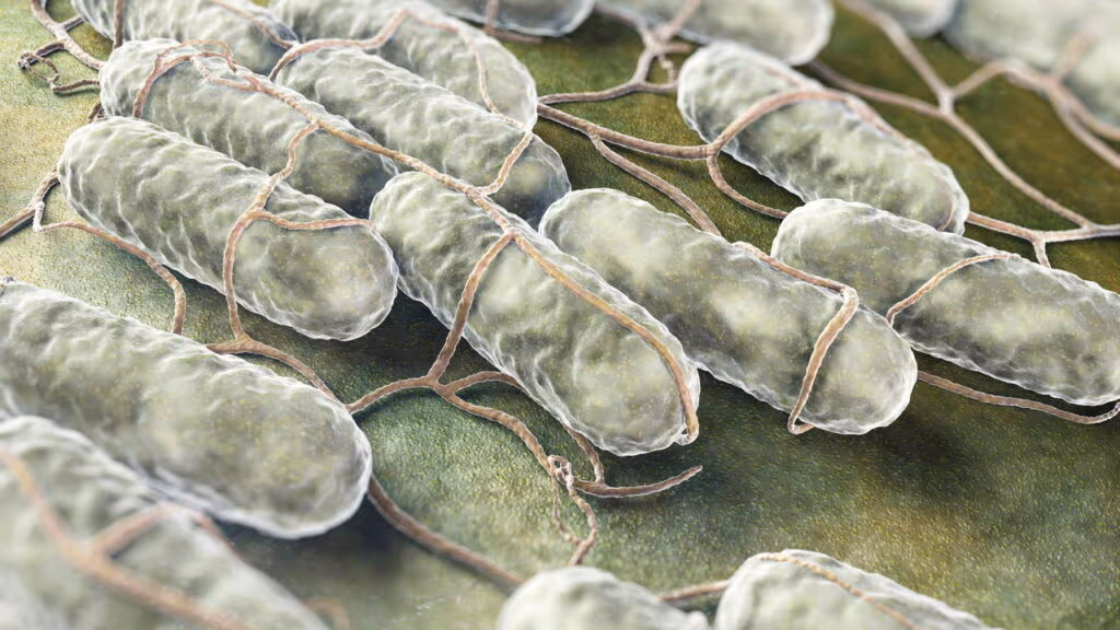 Alimentos congelados são recolhidos devido ao risco de Salmonella