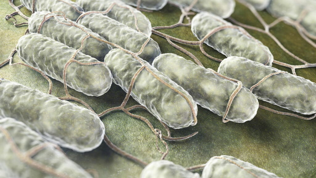 Alimentos congelados são recolhidos devido ao risco de Salmonella