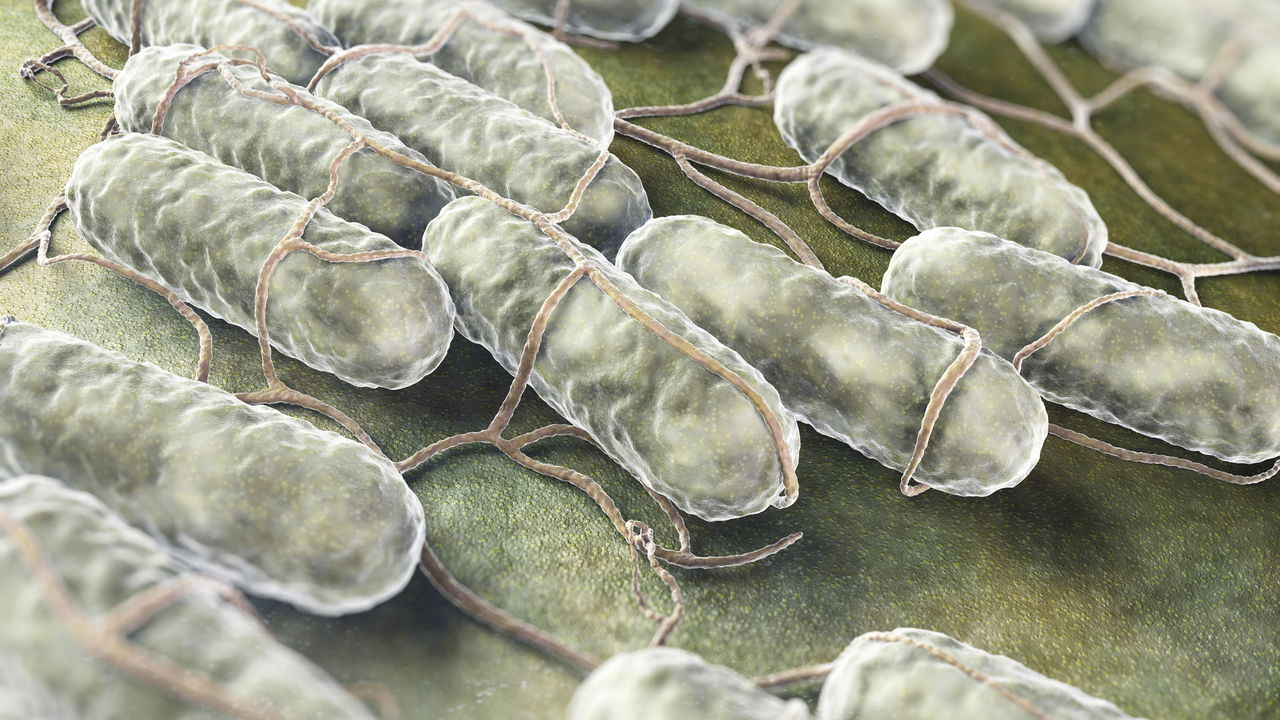 Alimentos congelados são recolhidos devido ao risco de Salmonella