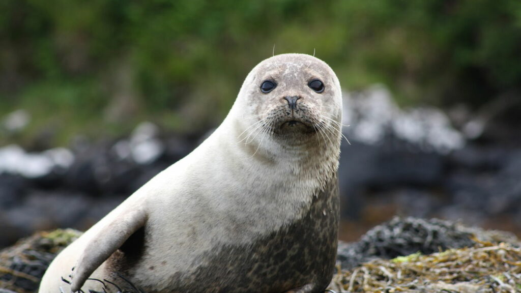 A habilidade dos animais que desafiam os limites da ciência - Créditos: depositphotos.com / toneteam