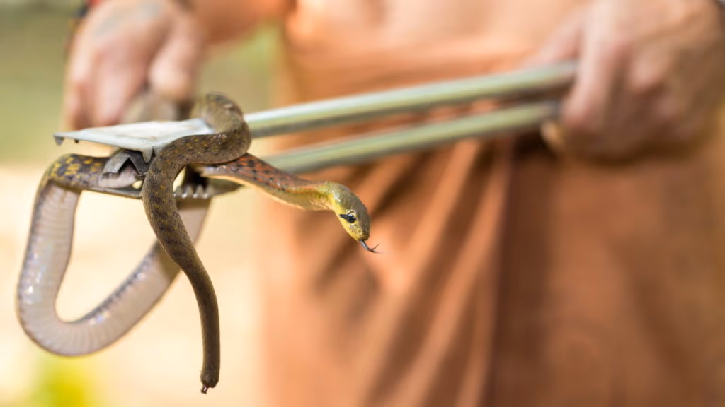 Pode parecer inofensivo mas muitos têm esse objeto no jardim sem saber que pode atrair cobras