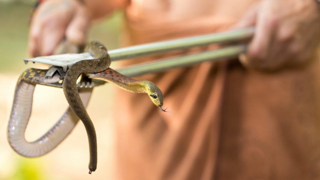 Pode parecer inofensivo mas muitos têm esse objeto no jardim sem saber que pode atrair cobras