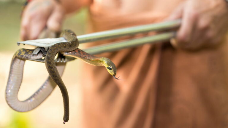 Pode parecer inofensivo mas muitos têm esse objeto no jardim sem saber que pode atrair cobras - Créditos: depositphotos.com / smithore
