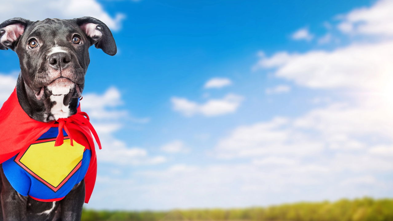 Esses animais têm habilidades que parecem superpoderes da ficção