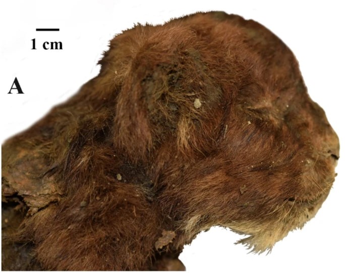 Tigre dentes-de-sabre congelado por 32 mil anos é descoberto na Sibéria e deixa pesquisadores surpresos - Créditos: Reprodução/Lopatina et al.
