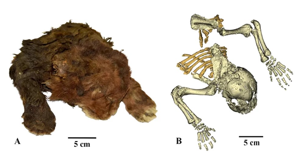 Tigre dentes-de-sabre congelado por 32 mil anos é descoberto na Sibéria e deixa pesquisadores surpresos - Créditos: Reprodução/Lopatina et al.