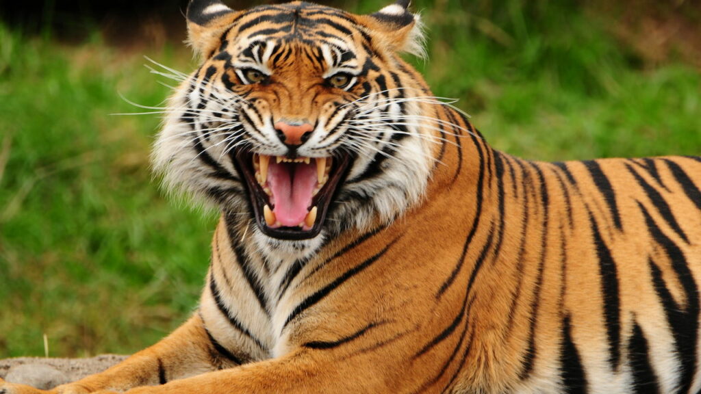 Momento raro mostra rinoceronte, búfalo e tigre lado a lado