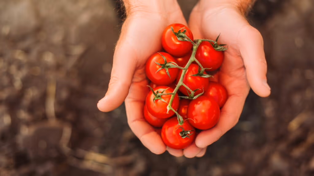 O segredo que torna o tomate um herói contra doenças graves