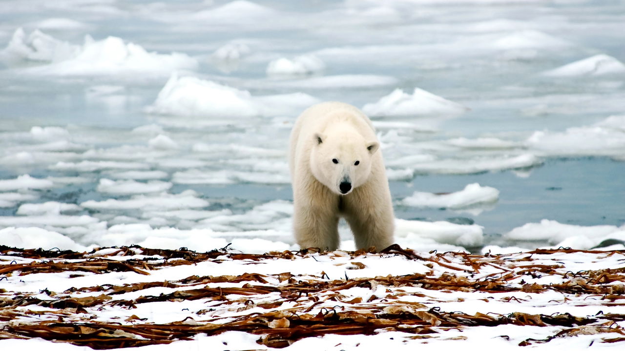 Ursos polares tomam conta de uma estação abandonada na Rússia