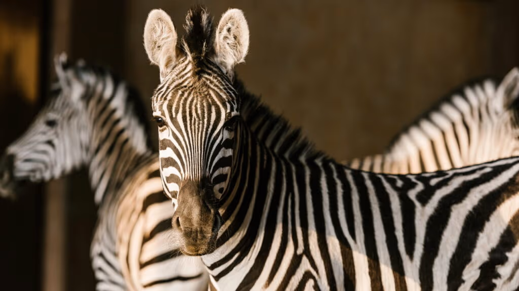 Por que as zebras nunca foram domesticadas como cavalos?