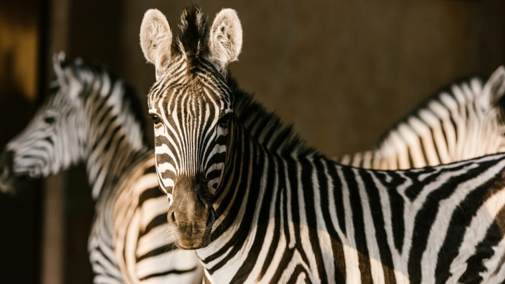 Por que as zebras nunca foram domesticadas como cavalos?