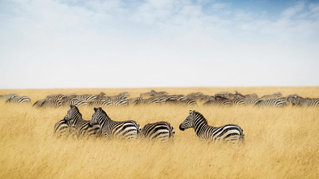 Por que as zebras nunca foram domesticadas como cavalos?