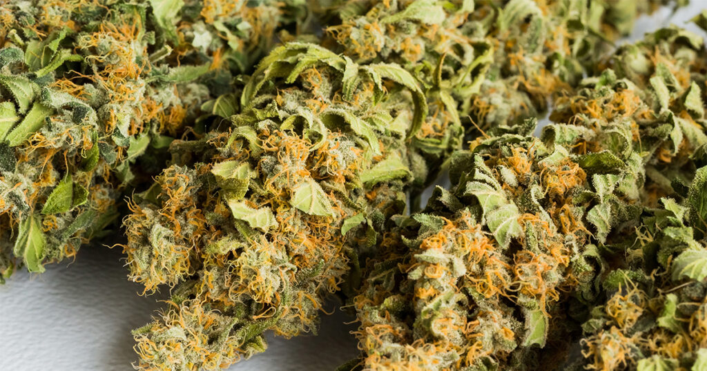 Uso de cannabis por jovens aumenta chances de experiências psicóticas, diz estudo