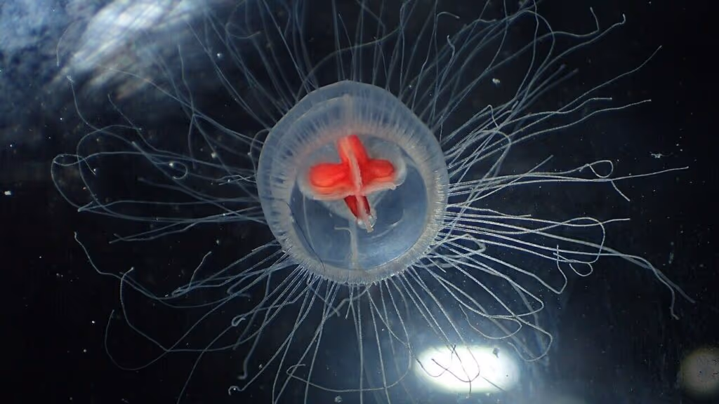 O animal que descobriu como voltar no tempo biologicamente