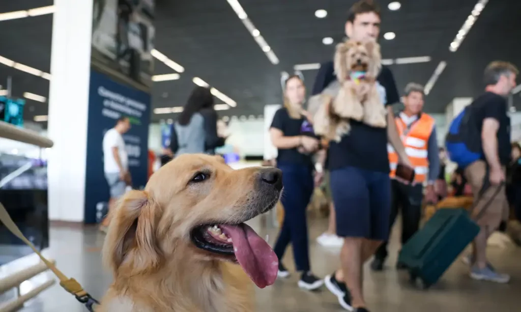 Pet também é gente? Famílias gastam mais com bichos de estimação