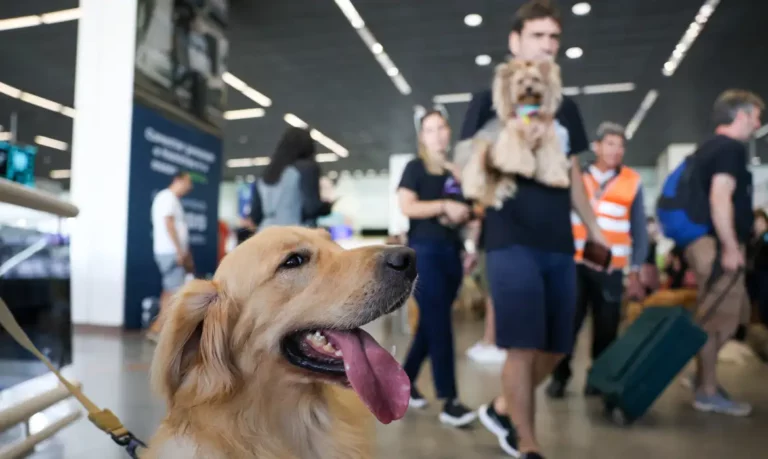 Pet também é gente? Famílias gastam mais com bichos de estimação