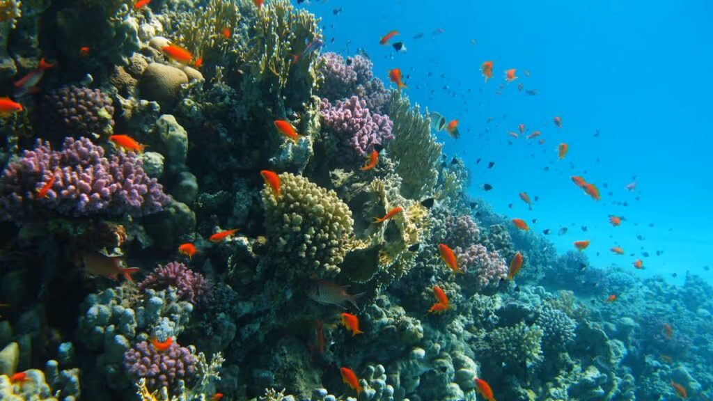 34 metros de comprimento e vivo desde Napoleão: Mergulhadores filmam a maior criatura subaquática já vista