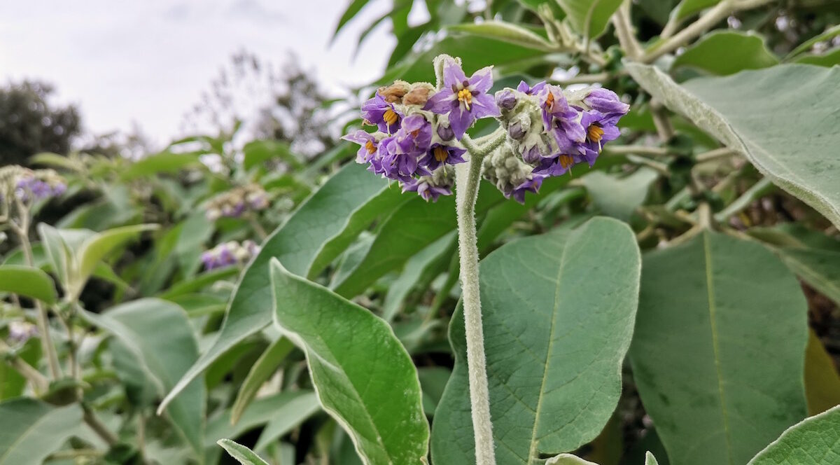 4 pessoas são internadas, 3 na UTI, após comerem comerem planta parecida com couve