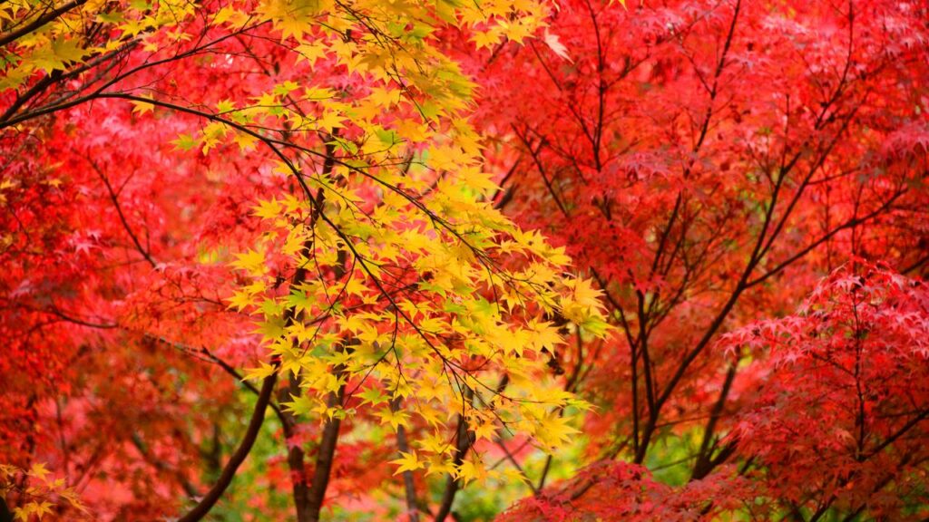 5 árvores que proporcionam uma sombra maravilhosa e não sujam o jardim