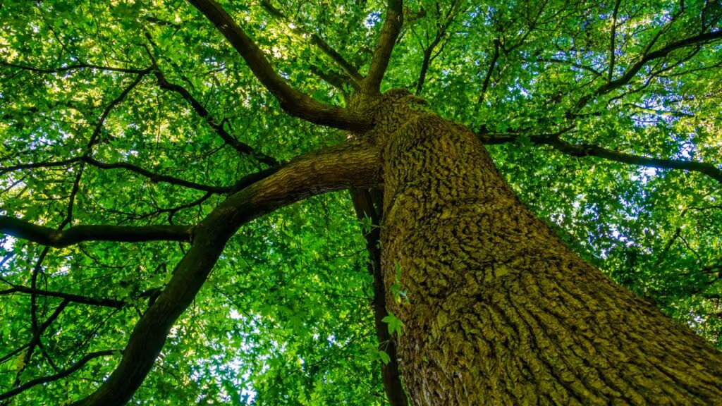 5 árvores que proporcionam uma sombra maravilhosa e não sujam o jardim