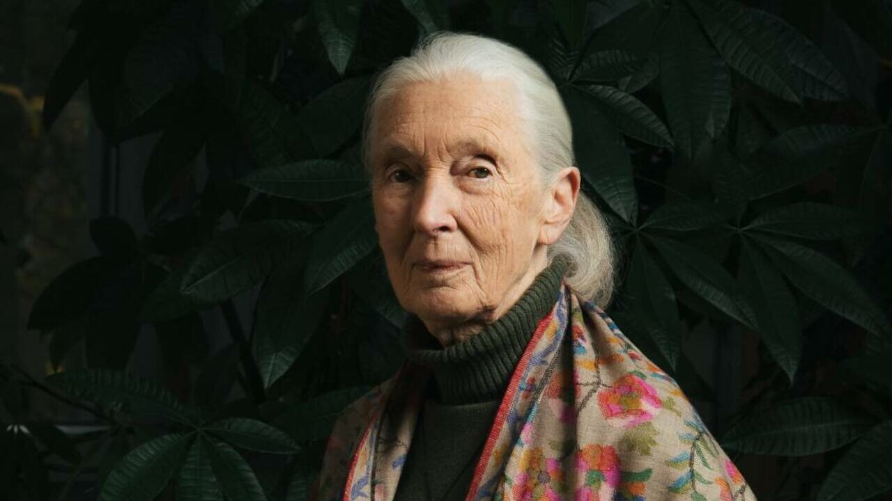 Morre Jane Goodall, a mulher que redefiniu nossa relação com o Reino Animal