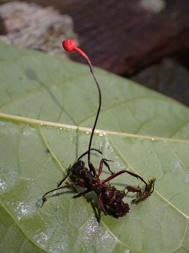 Formiga afetada pelo fungo Ophiocordyceps - By Susanne Sourell (suse) at Mushroom Observer, a source for mycological images. - This image is Image Number 799627 at Mushroom Observer, a source for mycological images., CC BY-SA 3.0, https://commons.wikimedia.org/w/index.php?curid=67269052